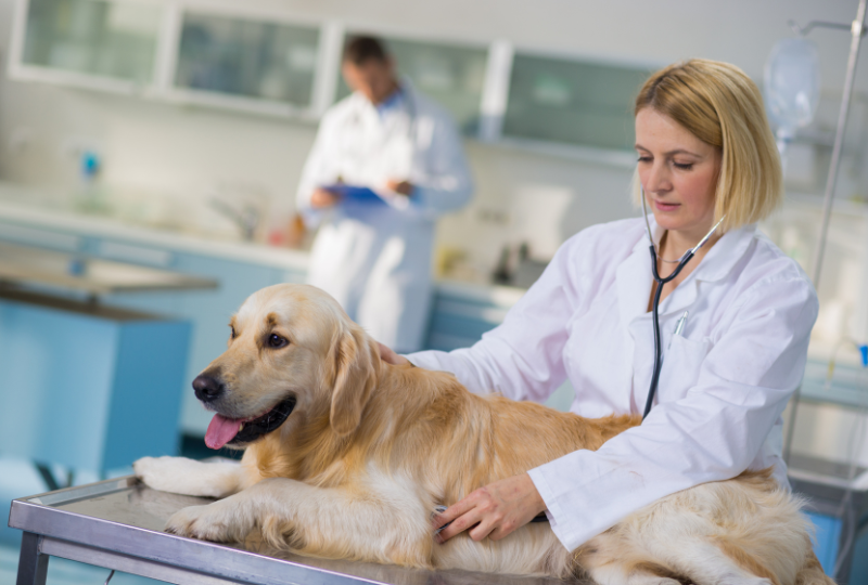 animal-hospital-merchant-services